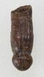Rooted Alligatoroid (Brachychampsa) Tooth - Montana #38293-1